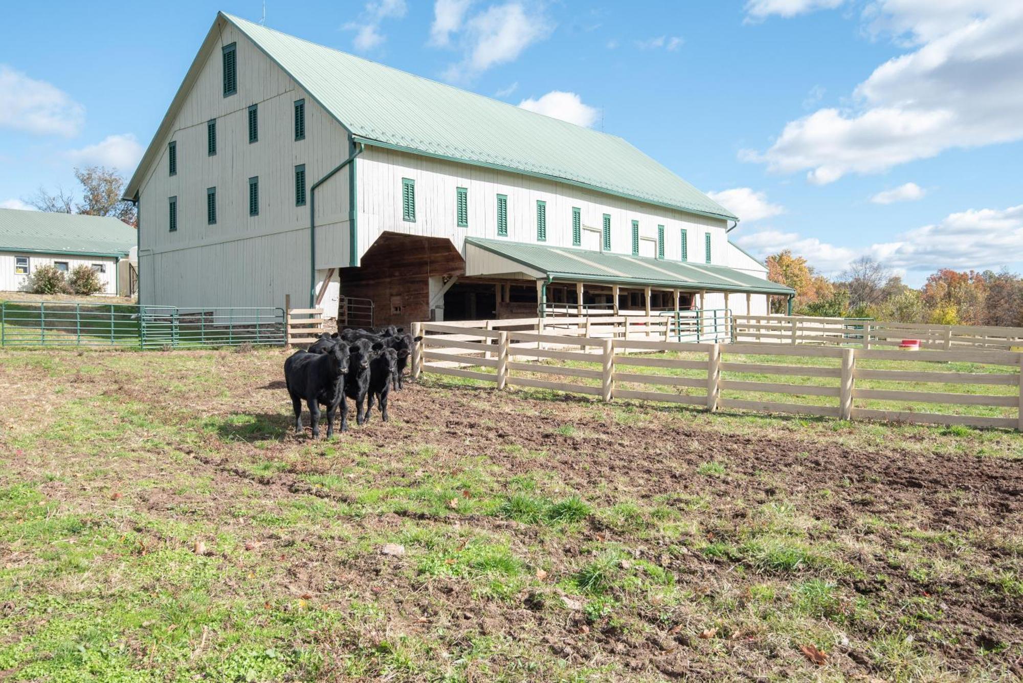Cozy Cow Homestead With Pool! Ferienhaus *